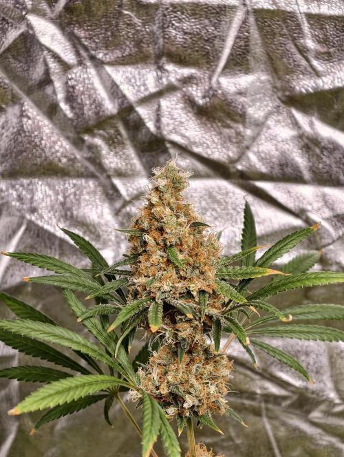 Poison cookies. Week 13
