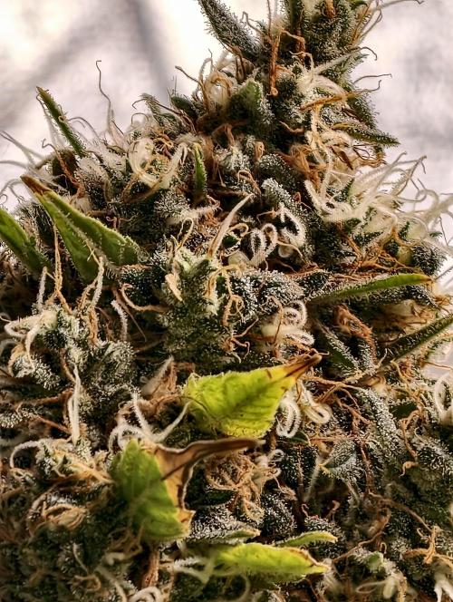 Poison cookies. Week 13