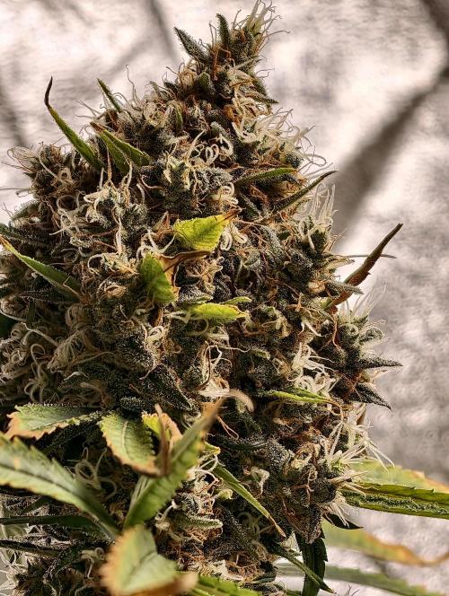 Poison cookies. Week 13