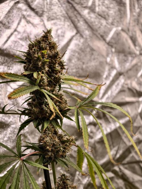 Poison cookies. Week 13