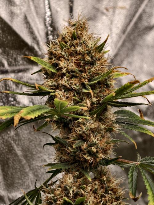 Poison cookies. Week 13