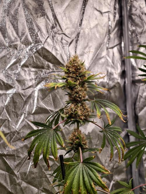 Poison cookies. Week 13