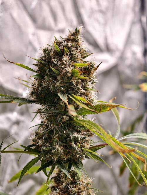 Poison cookies. Week 13