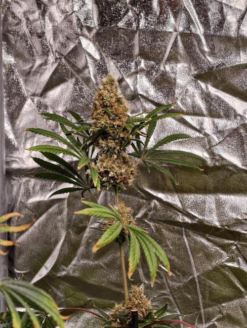 Poison cookies. Week 13