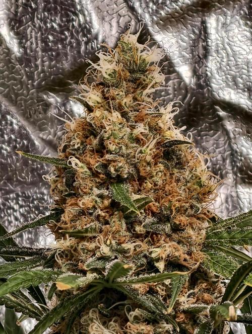 Poison cookies. Week 13