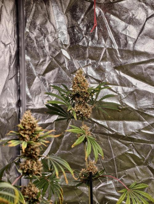 Poison cookies. Week 13