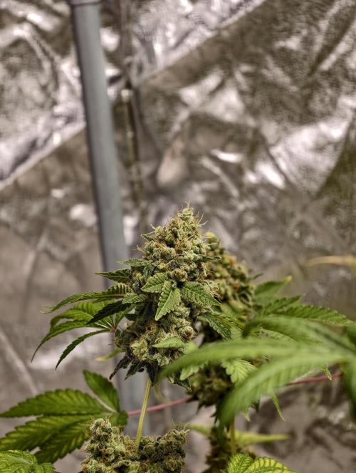 F025 Dutch Passion test strain. Week 13