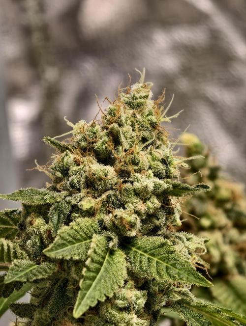 F025 Dutch Passion test strain. Week 13