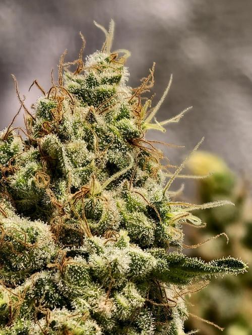 F025 Dutch Passion test strain. Week 13