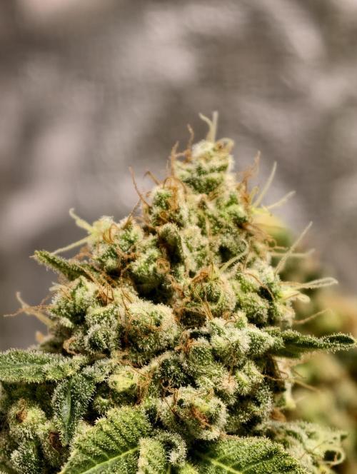 F025 Dutch Passion test strain. Week 13