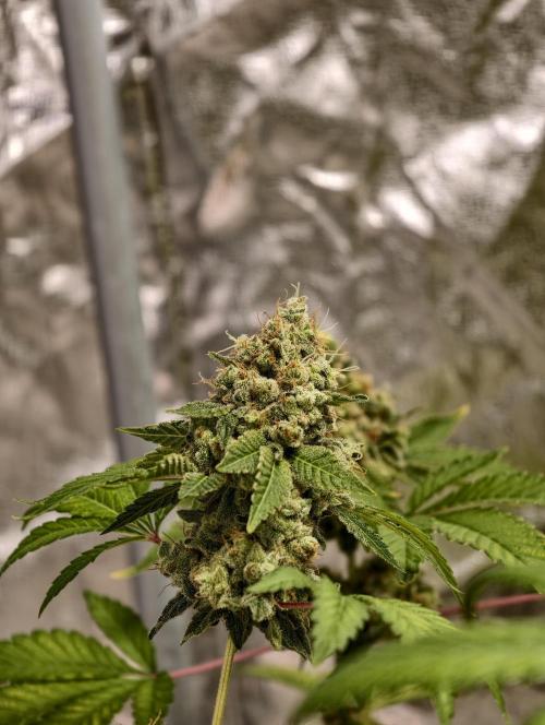 F025 Dutch Passion test strain. Week 13