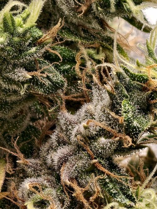 F025 Dutch Passion test strain. Week 13