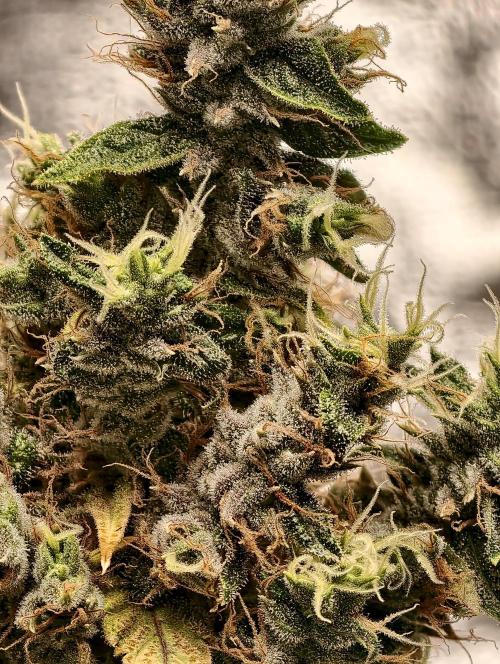 F025 Dutch Passion test strain. Week 13
