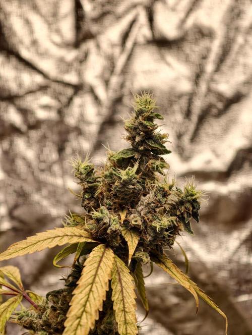 F025 Dutch Passion test strain. Week 13