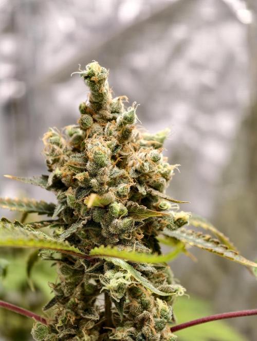 F025 Dutch Passion test strain. Week 13