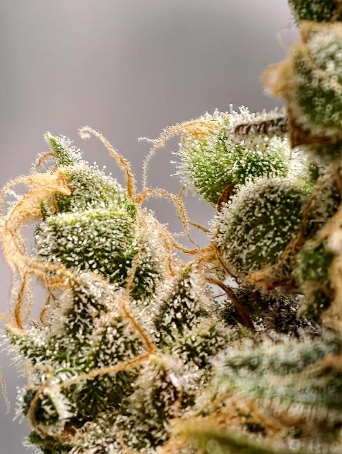 F025 Dutch Passion test strain. Week 13