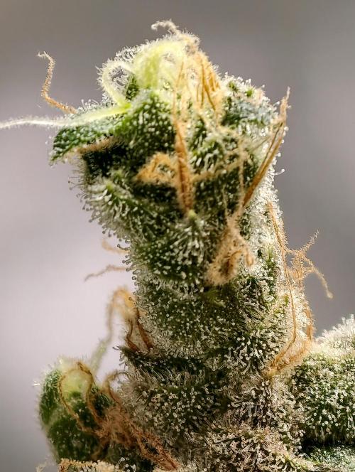 F025 Dutch Passion test strain. Week 13