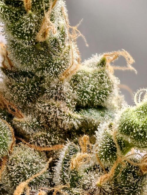 F025 Dutch Passion test strain. Week 13