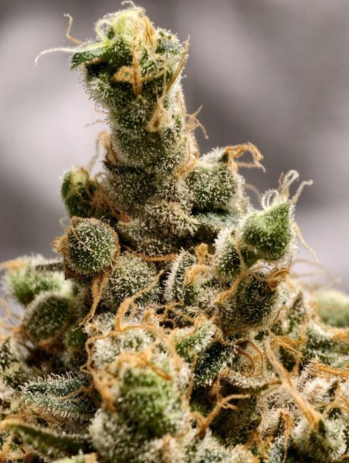 F025 Dutch Passion test strain. Week 13