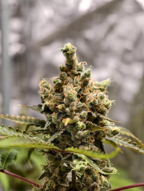 F025 Dutch Passion test strain. Week 13