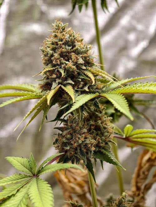 F026 Dutch Passion test strain. Week 13