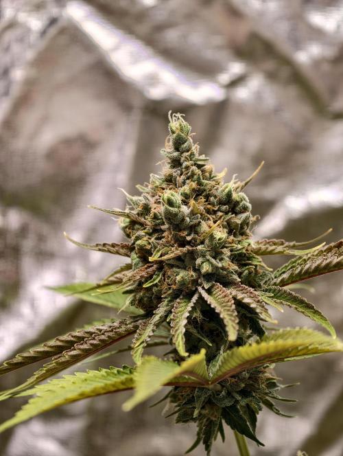 F026 Dutch Passion test strain. Week 13