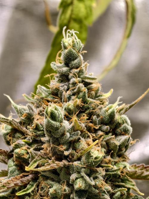 F026 Dutch Passion test strain. Week 13
