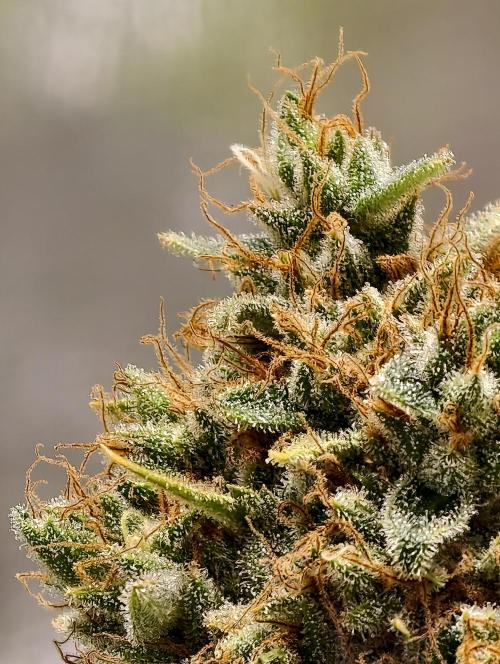 F026 Dutch Passion test strain. Week 13