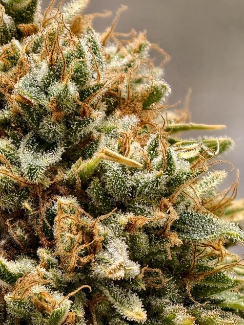 F026 Dutch Passion test strain. Week 13