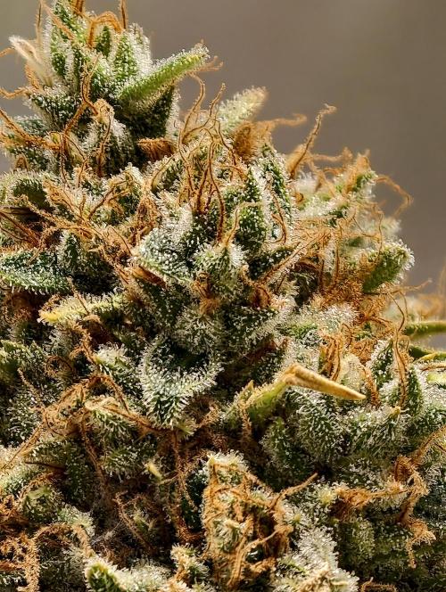 F026 Dutch Passion test strain. Week 13