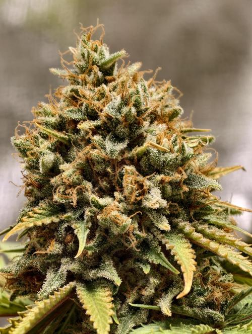 F026 Dutch Passion test strain. Week 13