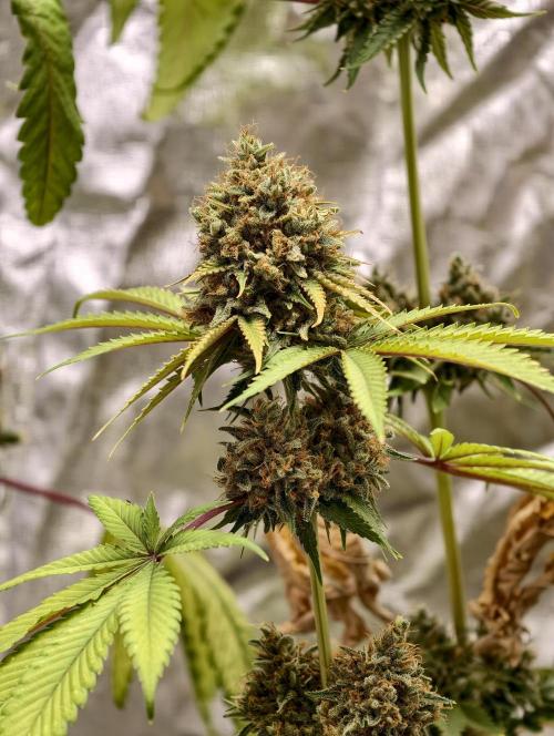F026 Dutch Passion test strain. Week 13