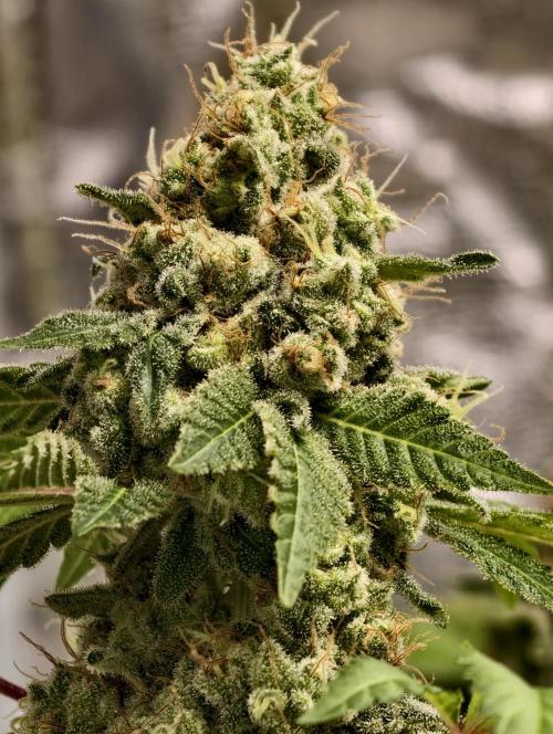 F027 Dutch Passion test strain. Week 13