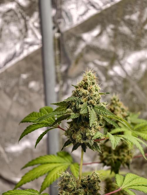 F027 Dutch Passion test strain. Week 13
