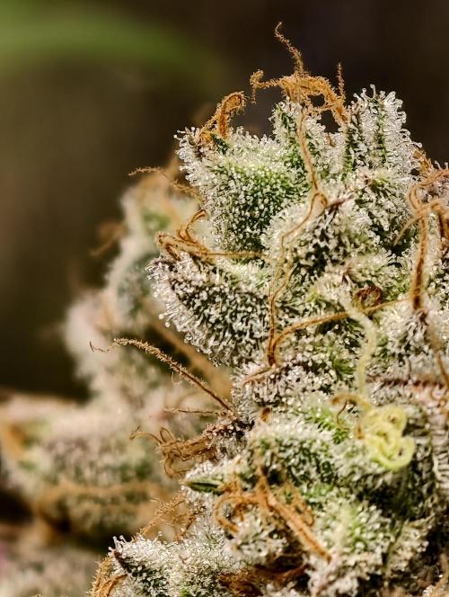 F028 Dutch Passion test strain. Week 13