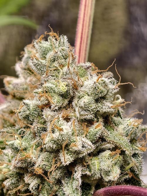 F028 Dutch Passion test strain. Week 13