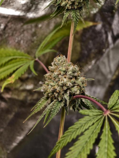 F028 Dutch Passion test strain. Week 13