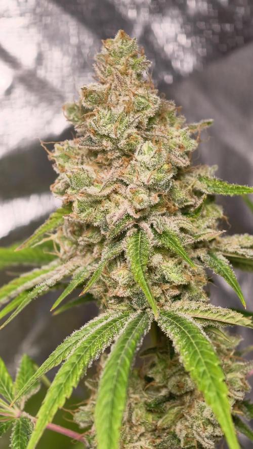 F028 Dutch Passion test strain