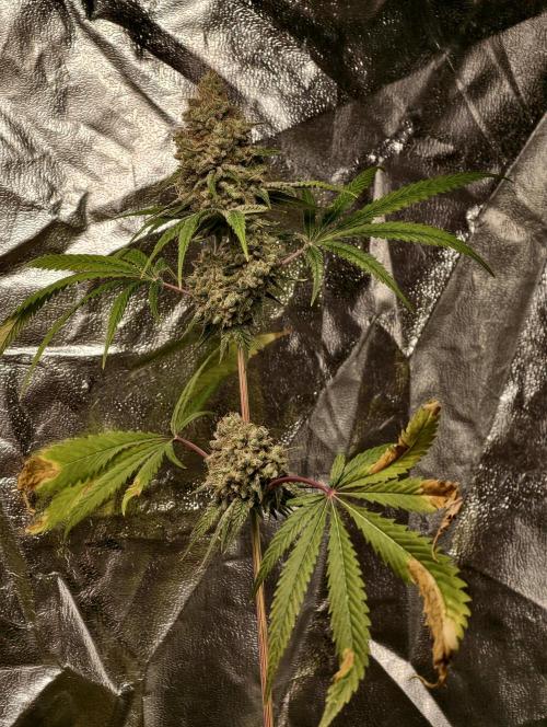 F028 Dutch Passion test strain. Week 13