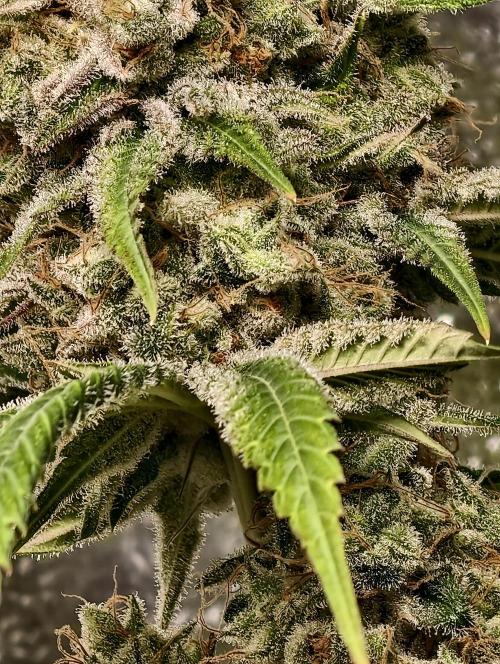 F028 Dutch Passion test strain. Week 13