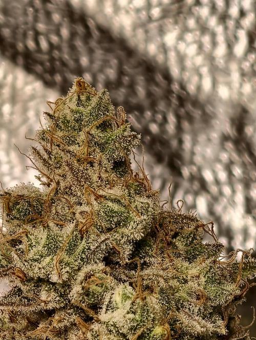 F028 Dutch Passion test strain. Week 13
