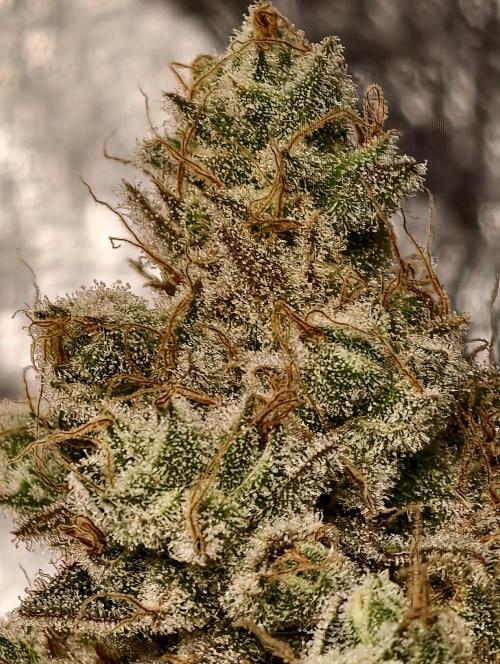 F028 Dutch Passion test strain. Week 13