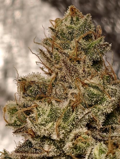 F028 Dutch Passion test strain. Week 13