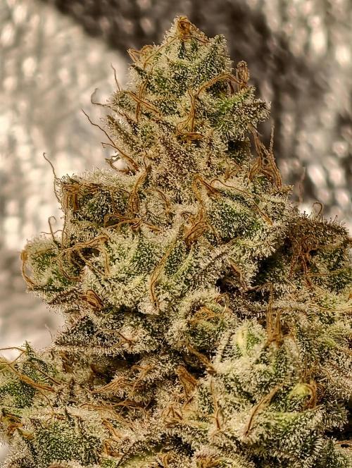 F028 Dutch Passion test strain. Week 13