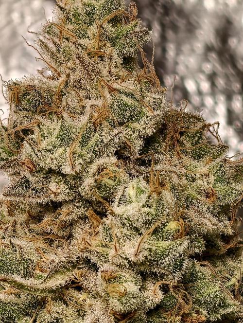 F028 Dutch Passion test strain. Week 13