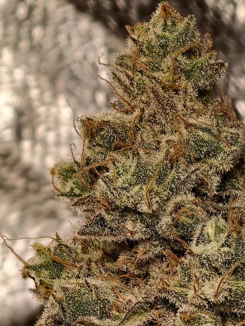 F028 Dutch Passion test strain. Week 13