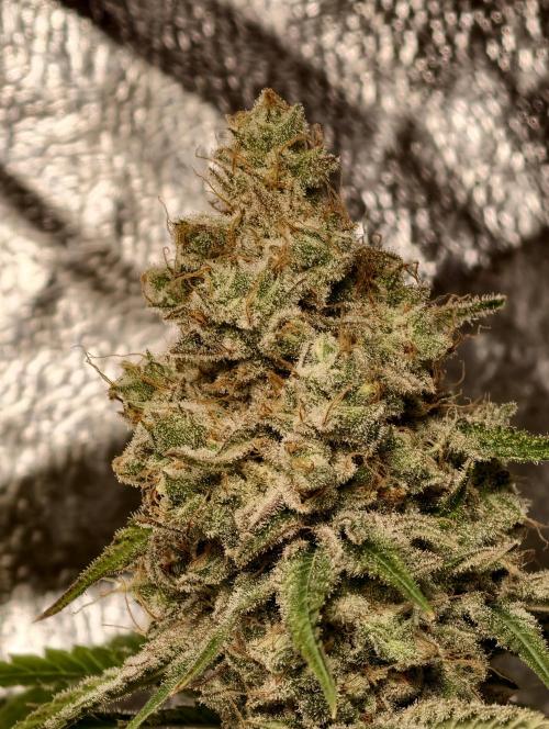F028 Dutch Passion test strain. Week 13