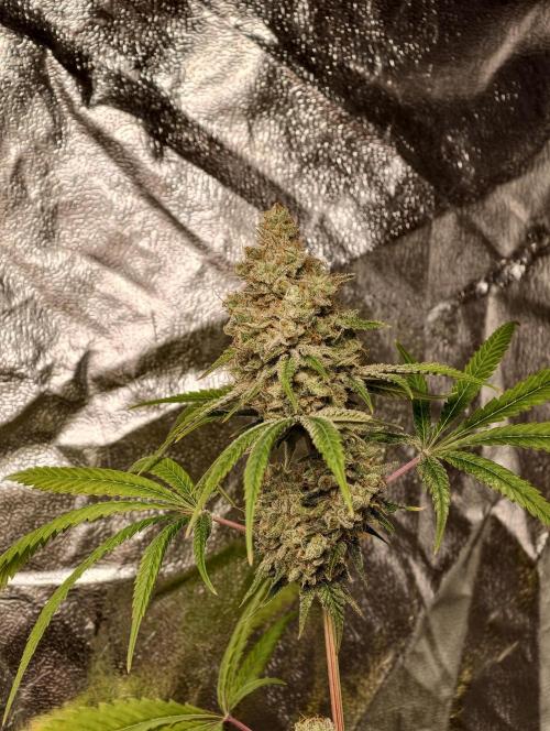F028 Dutch Passion test strain. Week 13