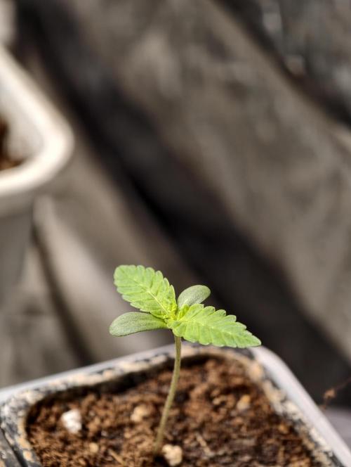 F1 Precision - SSSC Test Strain. Week 1