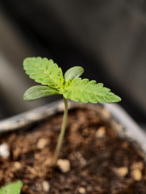 F1 Precision - SSSC Test Strain. Week 1